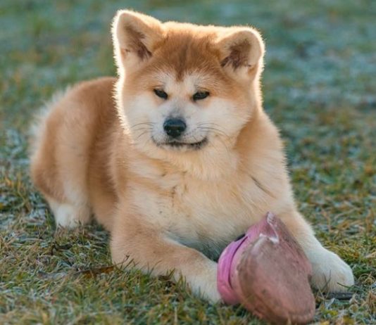 Meet Masami, an Adorable Japanese Akita