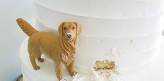 Baker Includes Small Dogs In Her Cakes