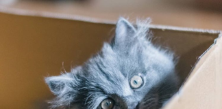 Comic Depicts Very Special Bond Between Owner and His Cat