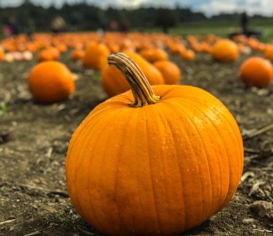 Find out How Pumpkin is Eaten Around the World