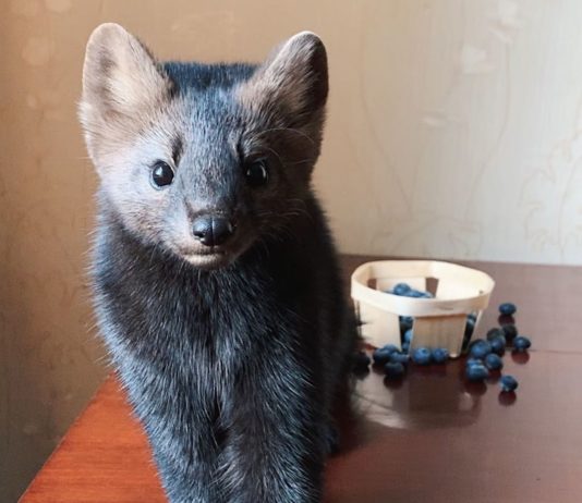 Woman Adopts Sable, Saves it From Becoming Someone’s Coat