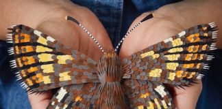 Lisa Lloyd Creates Amazing Birds and Butterflies From Paper