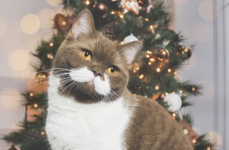 A Cat With a Mustache? Count Us In!