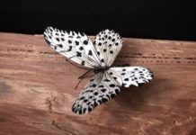 Yumi Okita Sculpts Giant Fabric Butterflies and Moths