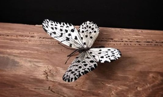 Yumi Okita Sculpts Giant Fabric Butterflies and Moths