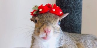 Jill is the Cutest Squirrel On Instagram