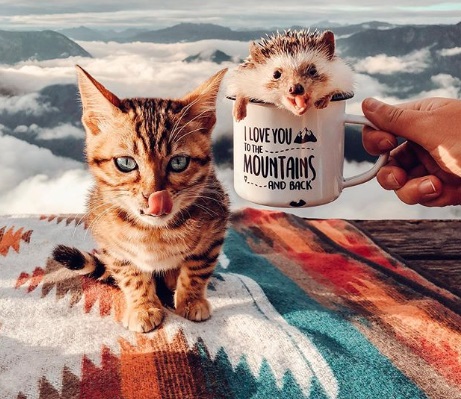 The Amazing Friendship Between a Hedgehog and a Cat