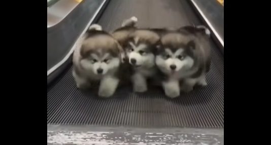 These Puppies Walk the Moving Walkway in Tune to “Stayin’ Alive”
