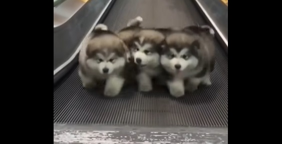 realistic puppies that walk and bark