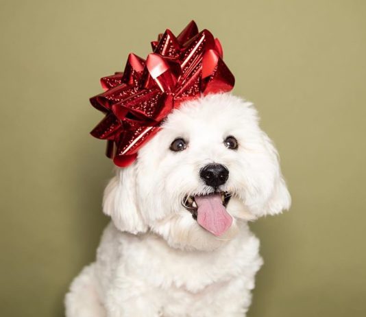 Einstein the Havanese Pup Wants You to Follow Him on Instagram