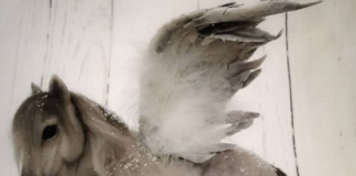 Needle Felting Artist Creates Beautiful Pegasus Sculpture