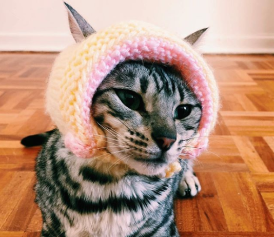 Check Out Luna, The Blind Bengal Cat Who Wears Hats