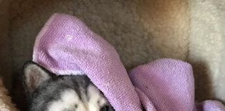 Self-Taught Needle Felting Artist Creates Miniature Realistic-Looking Dogs