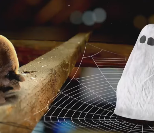 The Lovely Friendship Between a Spider and a Ghost