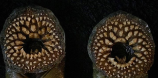 This Guy Creates Mummified Monster Fish