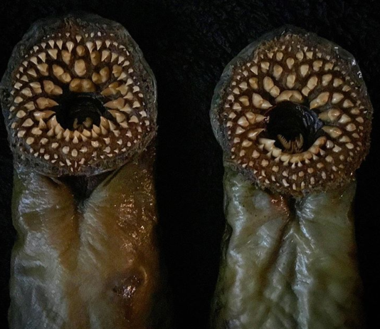 This Guy Creates Mummified Monster Fish