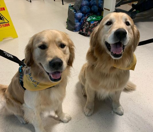 Six Medical Specialists Have 24 Legs and 6 Tales Between Them