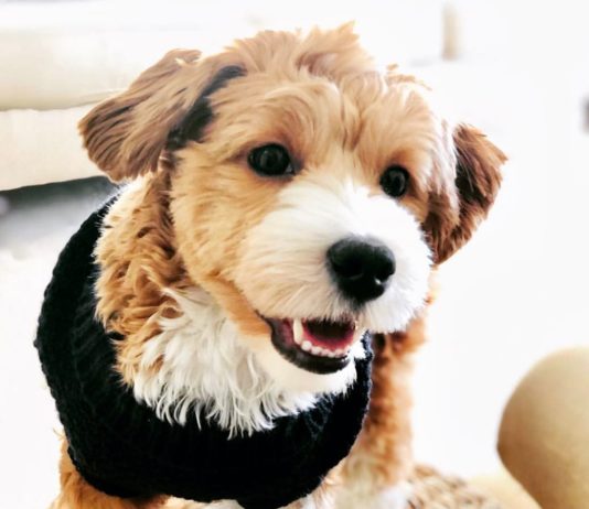 Cooper the Havanese is the Next Instagram Star