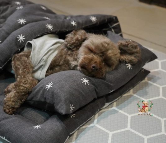 These Adorable Sleeping Puppies are Breaking the Internet