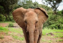 This Elephant Orphanage Will Warm Your Heart