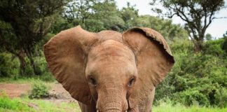 This Elephant Orphanage Will Warm Your Heart