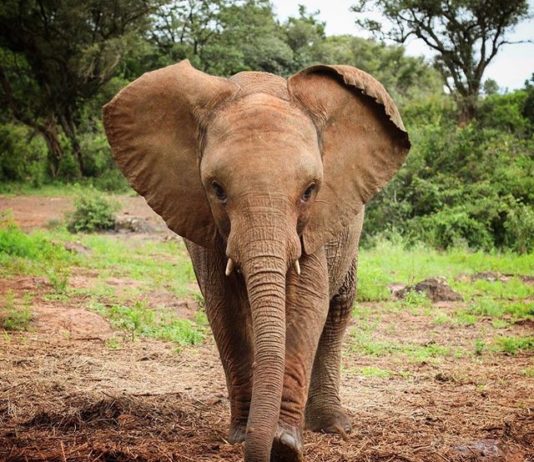 This Elephant Orphanage Will Warm Your Heart