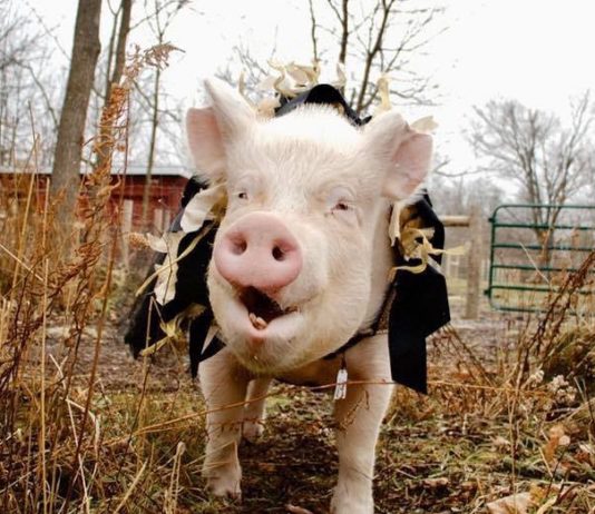 Ester the Wonder Pig’s Adoption Journey Will Leave You in Tears