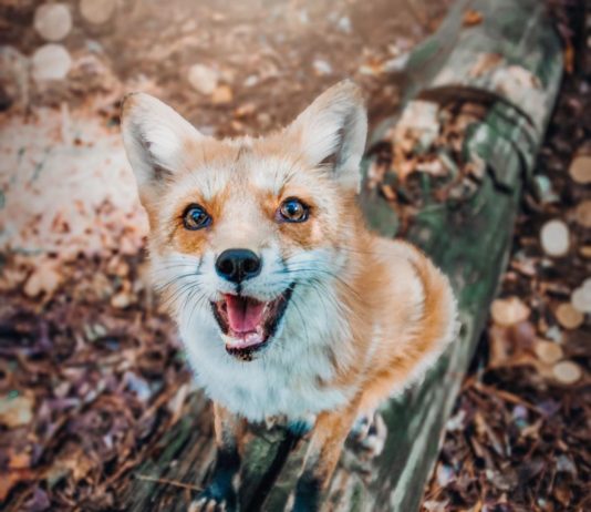 Meet Juniper, The World’s Happiest Fox