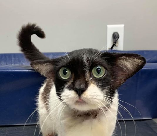 This Street Cat Looks Just Like Baby Yoda