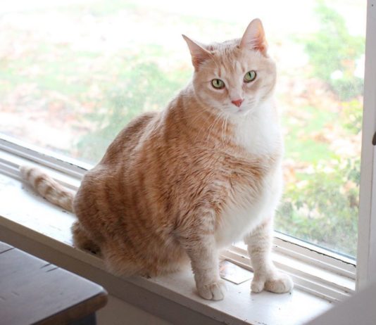 This Chunky Cat’s Weight Loss Journey Will Inspire You to Start Eating Healthy
