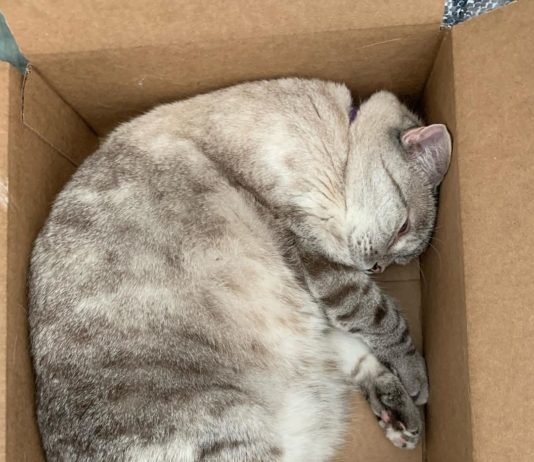 This Cat’s Journey to her Forever Home Will Leave You in Tears