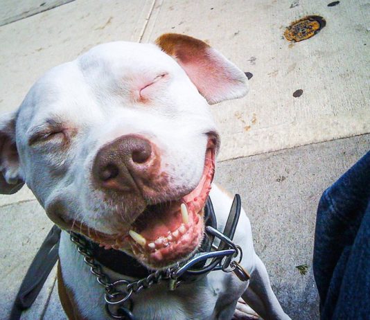 This Rescued Pit Bull Can’t Stop Smiling