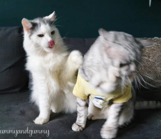 Cat Lovers Opened Their Home and Hearts to Cats Nobody Wanted