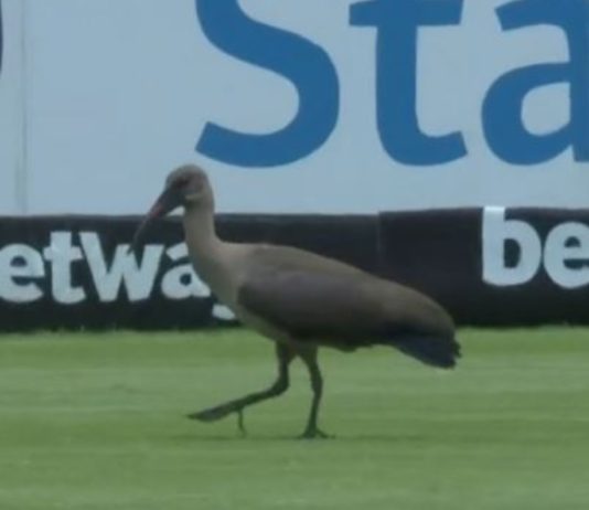 Cricket Fans Set Up Twitter Account for a Bird Who Keeps Interrupting Matches