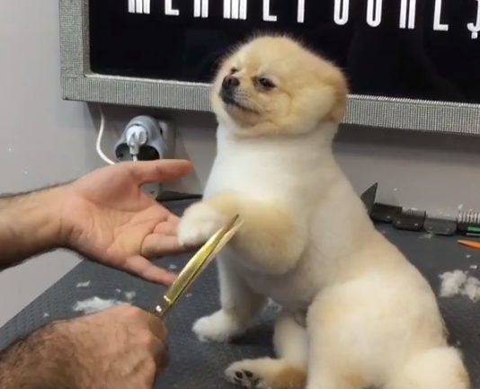 This Hair Stylist Has the Most Adorable Clientele