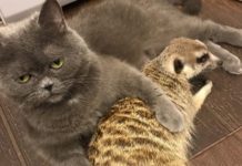 A Cat and Meerkat Duo is Conquering the Internet