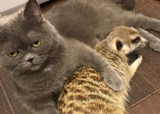 A Cat and Meerkat Duo is Conquering the Internet