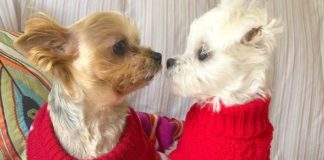Meet Taco and Minnie – The Adorable Yorkshire Terrier Duo