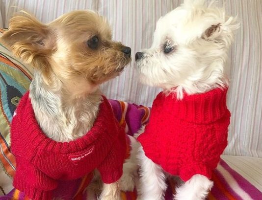 Meet Taco and Minnie – The Adorable Yorkshire Terrier Duo