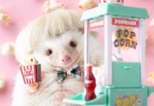 Chopin the Hedgehog is Posing with Cute Tiny Wigs