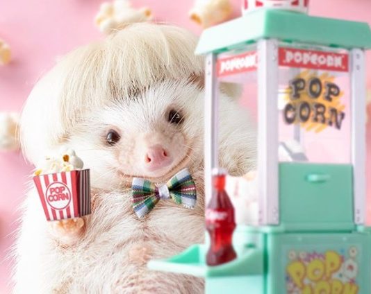 Chopin the Hedgehog is Posing with Cute Tiny Wigs