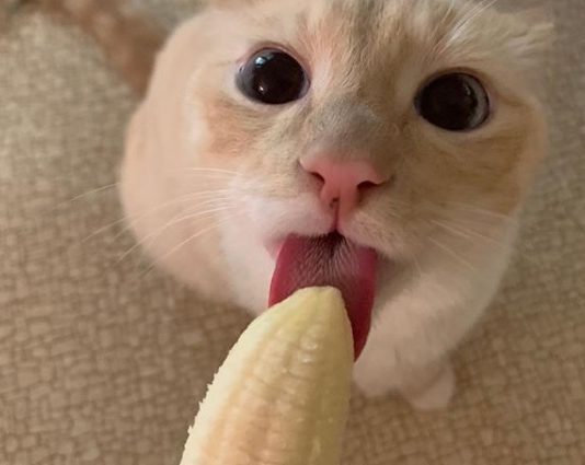 Bean is a Cat Who’s Obsessed With Bananas