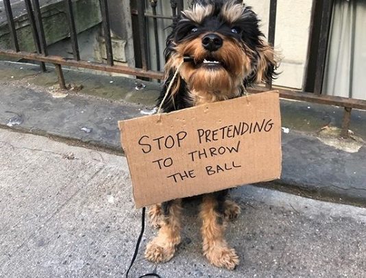 Dog Holding Funny Protest Signs is the Current Instagram Hit