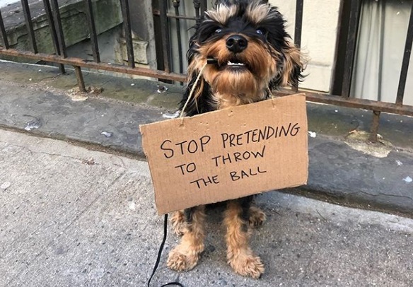 Dog Holding Funny Protest Signs is the Current Instagram Hit - PlayJunkie