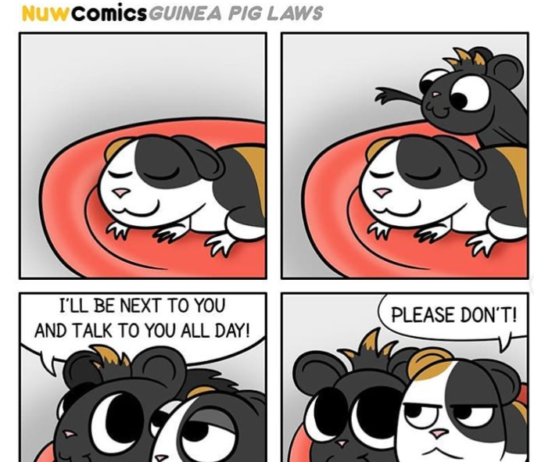 Artist Made a Heartwarming Comic Series About Her Two Late Guinea Pigs