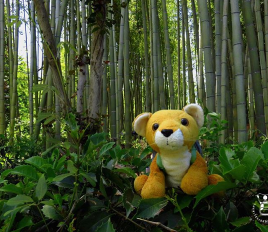This Plushie Has Been Traveling The World For Over a Decade