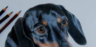 Woman Draws Realistic-Looking Animal Portraits Using Colored Pencils