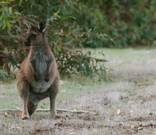 Food is Raining Down for Australian Animals Affected by Wildfires