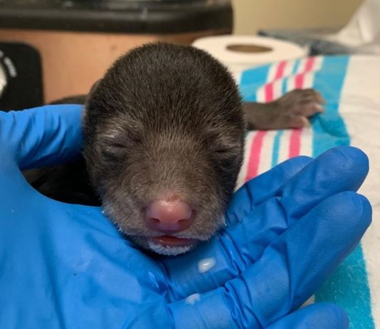 Dog Brings Baby Animal Home — Turns Out It’s a Bear Cub