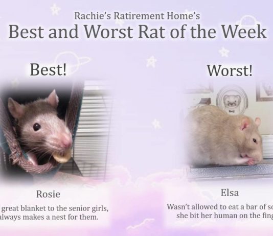 These Pet Rats Are Basically Tiny Dogs
